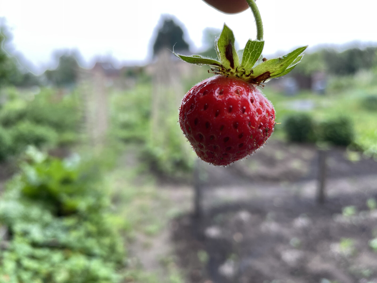 First strawberry of the year on the 1918 Allotment, June 2021