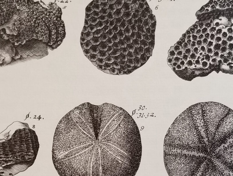 Detail of local fossils from Plot, 1677.