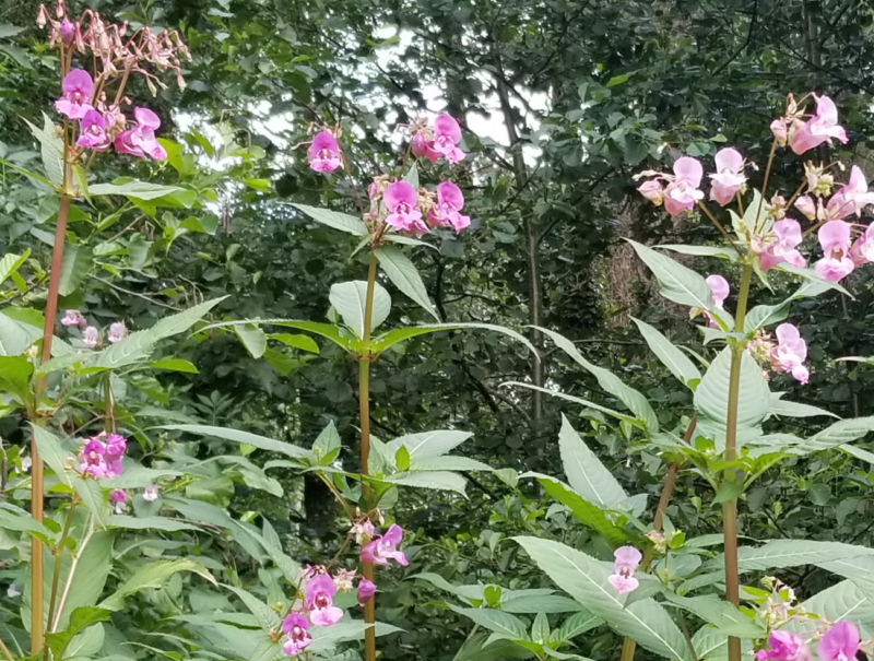 Towering Himalayan Balsam plants shade out smaller species.